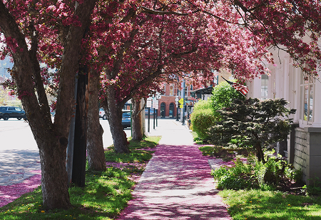 Cherry tree lined street